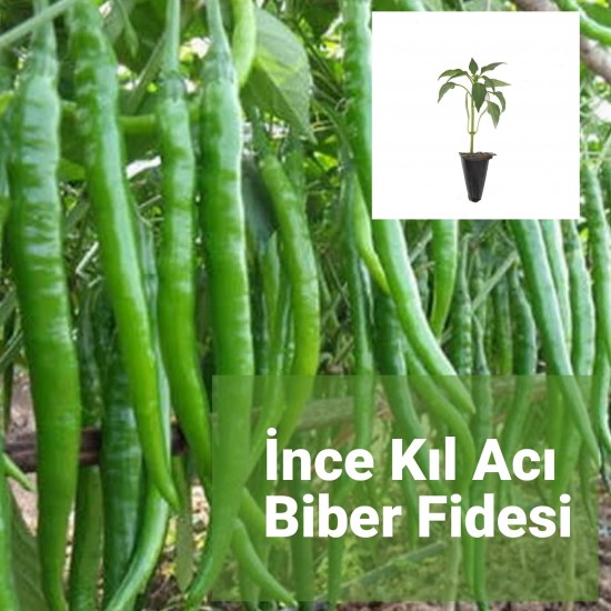 Biber İnce Sivri Kıl (Acı)